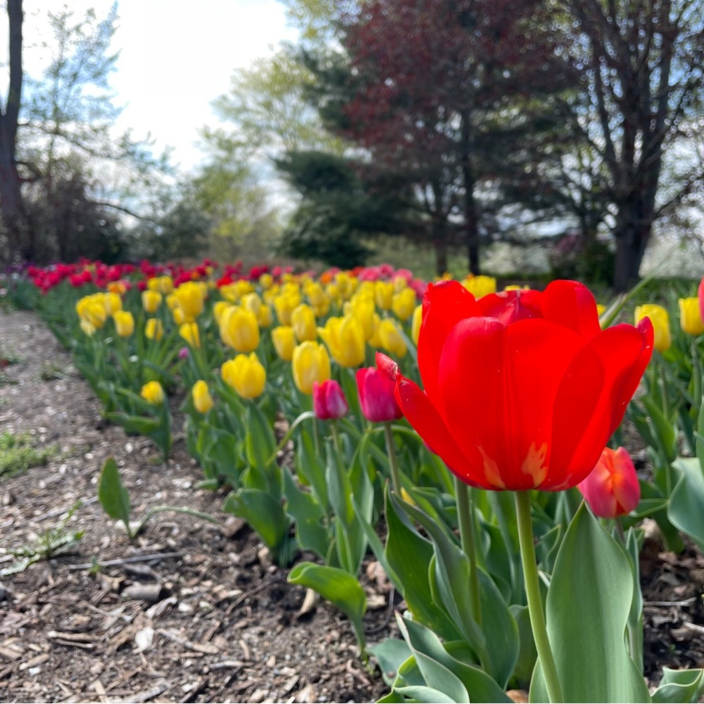 Meet your Posher, Rosie